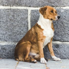 Give the strays a gift of compassion! item