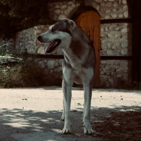 Give the strays a gift of compassion! item