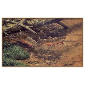 Fred W Thomas "Brush Pile Brookies" print item