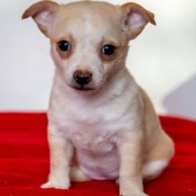 Puppy Adoption Fee item