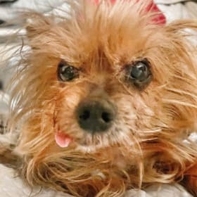 Senior Adoption Fee item