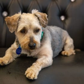 Adult Adoption Fee item