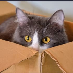 Shipping (if outside Houston) item