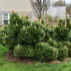 Thunder Head Pine item