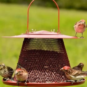 Lee Valley Collapsible Bird Feeder item