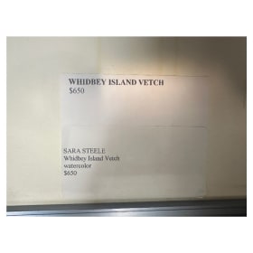 🌸🎨 Whidbey Island Vetch - Orig. Watercolor by Sara Steel item