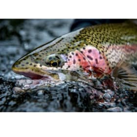 Framed Canvas Rainbow Trout print by Jim Klug item