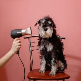 TOILETTAGE POUR CHIEN ET PRODUITS PAR CASA POOCH item