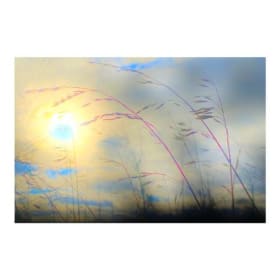 Wheat in the Wind item