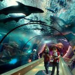 Oregon Coast Aquarium, Evergreen Aviation and Space Museum item