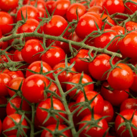 Tomates cerises (plant miniature) en pot de 2 gallons item