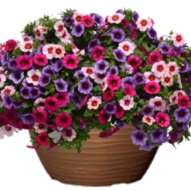 BERRY DARING HANGING BASKET #5 item