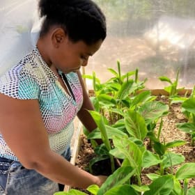 6. Plant 25 trees - Haiti item