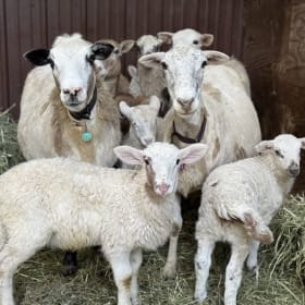 Multiple Items - SHIPPING FEE item