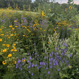 10' x 10' Butterfly Garden - Native Iowa Pollinator Plugs item