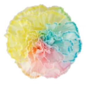 Single Carnation - Pastel item