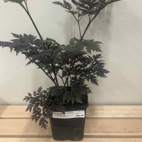 Cimicifuga Snakeroot Plant item