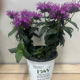 Monarda (Bee Balm) Leading Lady Plum Plant item