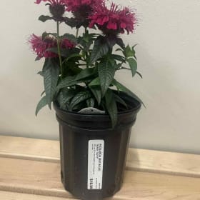 Monarda (Bee Balm) Berry Taffy Plant item