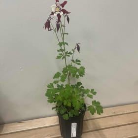 Aquilegia (Colombine) Crimson Star Plant item