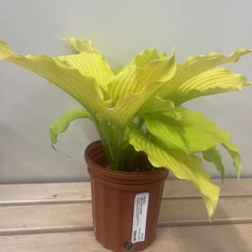 Hosta Dancing Queen Plant item