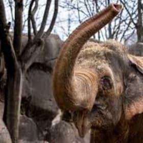 Animal Adventures item