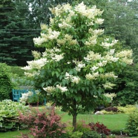 Ivory Silk Lilac Tree item