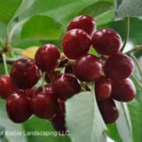 Sam Cherry Tree item