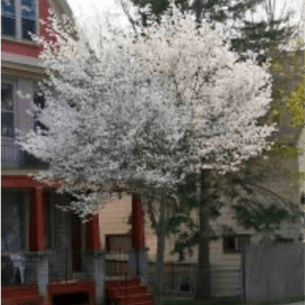 Princess Diana Serviceberry item