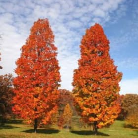 Armstrong Maple item