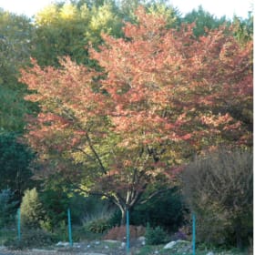 Robin Hill Service Berry Tree item