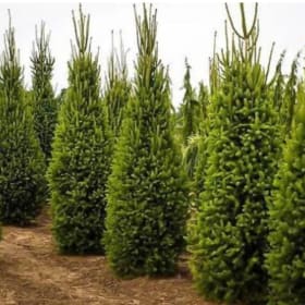 Columnar Norway Spruce item
