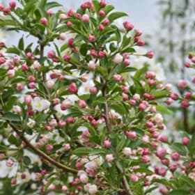Firebird Flowering Crabapple item