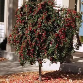 Cranberry Cotoneaster item