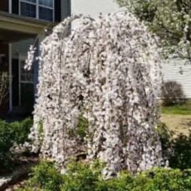 Snow Fountain Weeping Cherry item