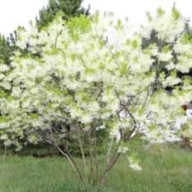 White Fringe Tree item