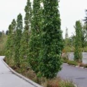 Sweetgum Slender Sillhouettes item