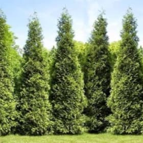 Arborvitae item