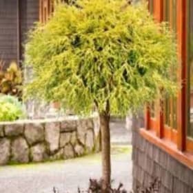 Gold Mop Thread Branch Cypress item