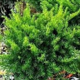 Taxus Yew Dark Green Spreaders item