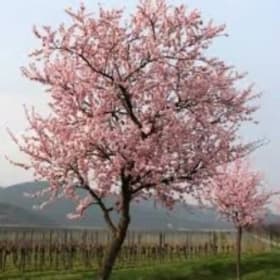 NE Plus Almond Tree item