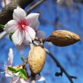 NE Plus Almond Tree item