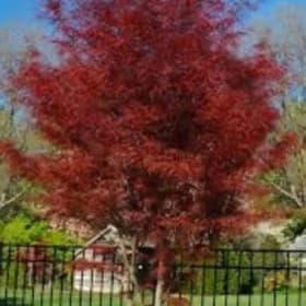Hubb's Red Willow Japanese Maple item