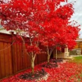 Fireglow Japanese Maple item