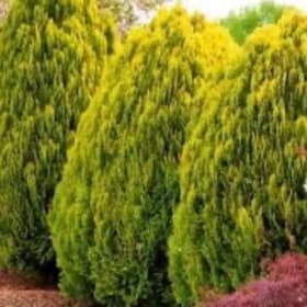 Tiny Tim (Thuja O.  tall, full globe style) item