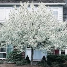 Spring Snow Crab Apple item