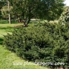 Yew Everlow shrub item