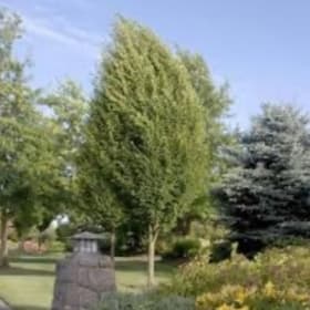 European Hornbeams item