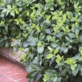 Purple leaf winter creeper item