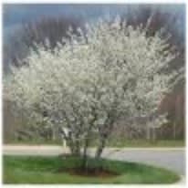 Princess Diana Serviceberry (bush) item